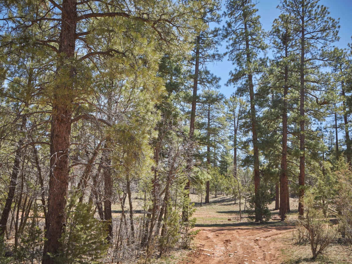 Red Skinner Road photo 2