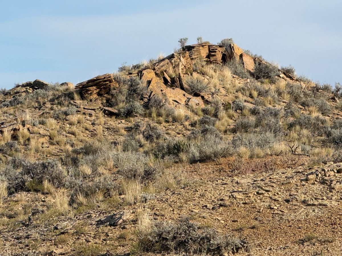Bobcat - Upper photo 6