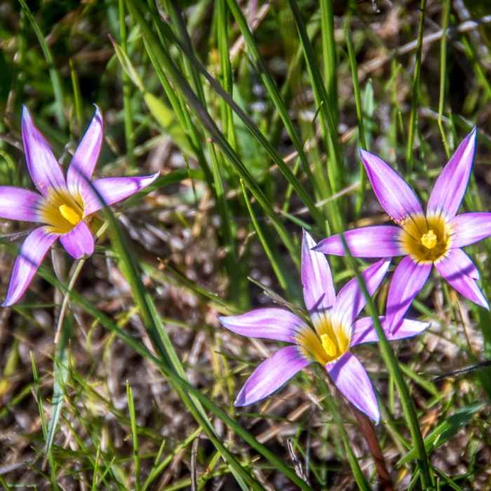 Near Atkinson Bluff Trail