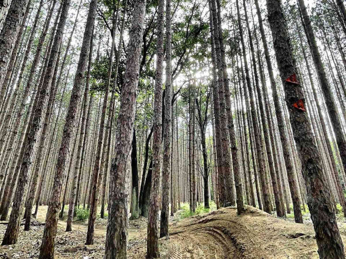 Cedar Creek Motorsport Trail (South Loop) photo 3