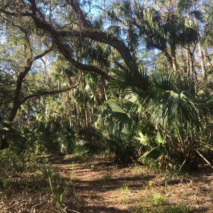 Heading down to Wekiva River basin Near Seminole State Forest Southern Loop