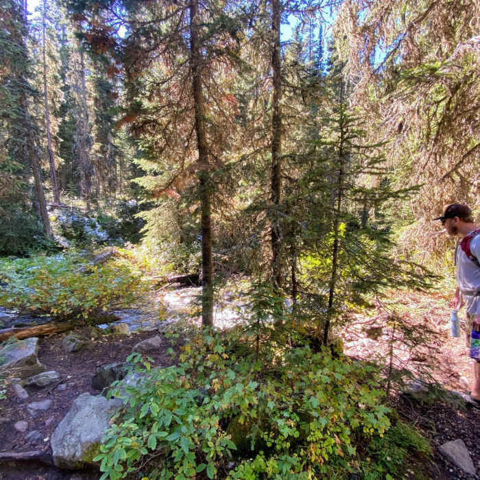 A good look at the healthy forest and trees along the trail. Near Grotto Falls Trail