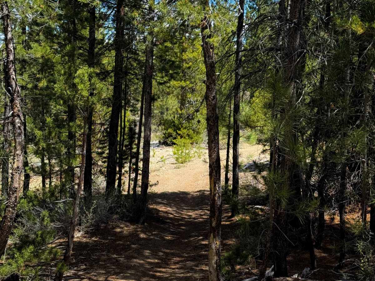  Trail 31  photo 3
