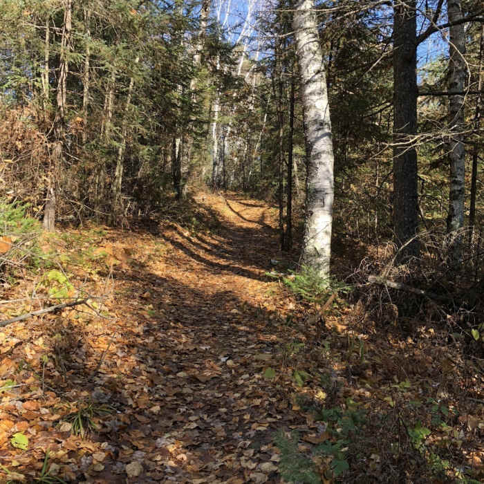 Lovely trail, at all times of the year! Near Shannon Lake Red Trail