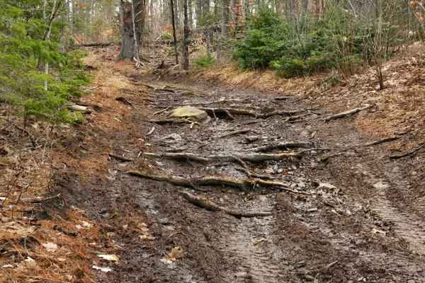 Tree Root Trail