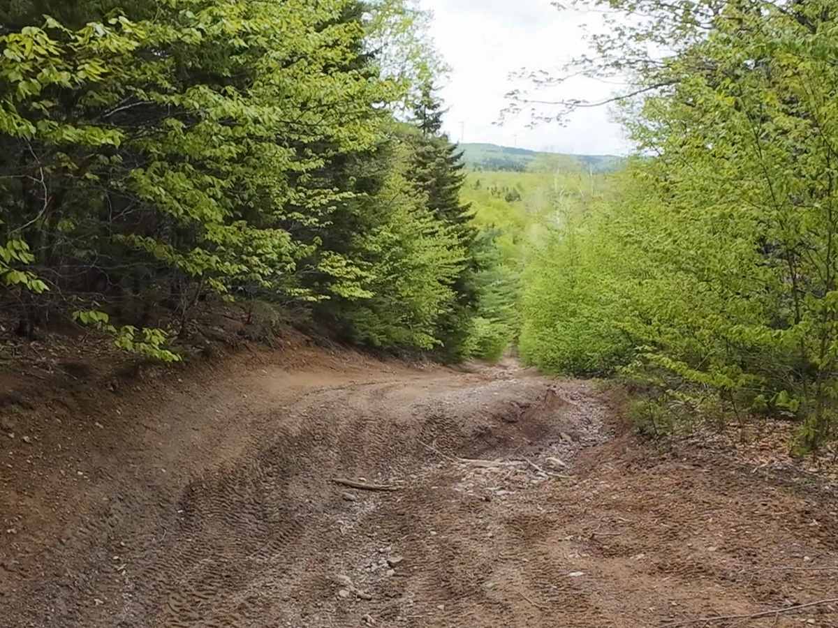 Prosser Brook Lookout trail photo