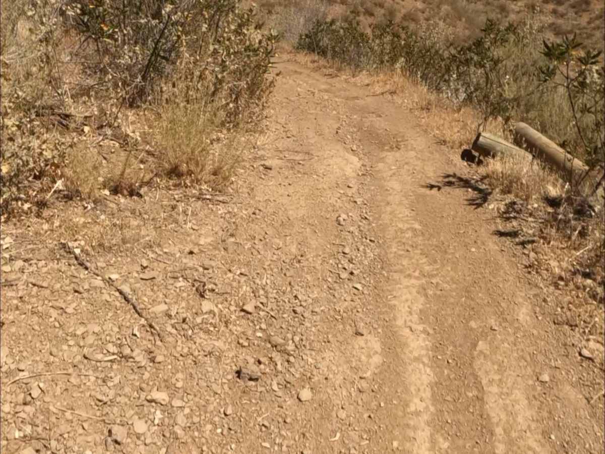 Badger photo 4