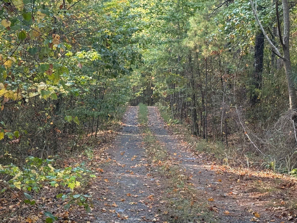 Vanish photo 6