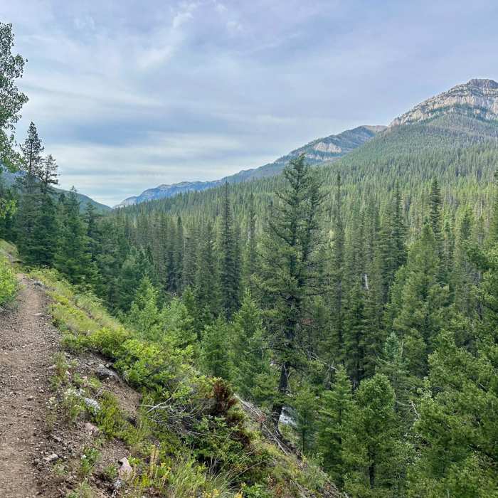 Near Continental Divide Trail: Straight Creek Alternate