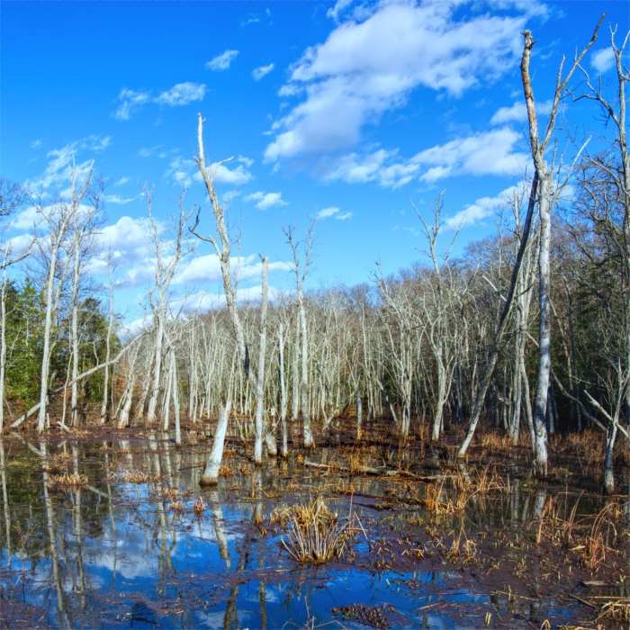 View from the bridge looking across the marsh Near Mason Neck Marsh Loop