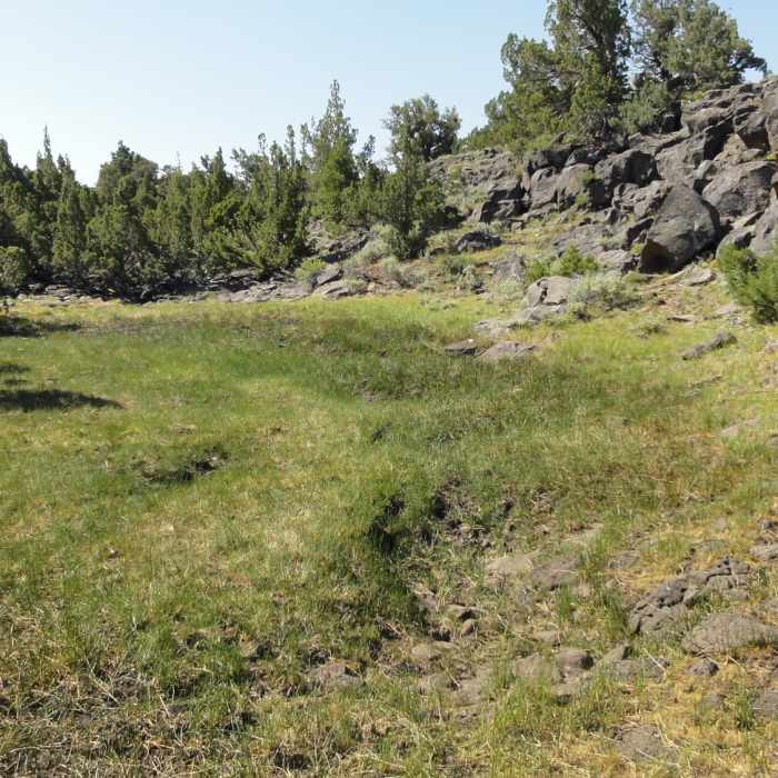 Watch for wildflowers in the spring. Near Oregon Desert Trail (Seg. 9): Colvin Timber to Plush