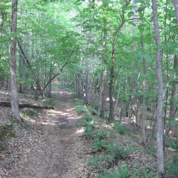 Near Mineral Springs Greenway