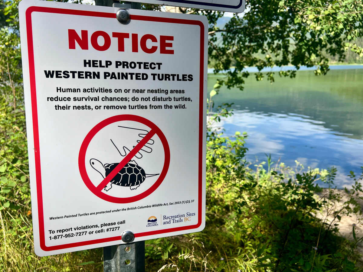 Loon Lake Recreation Area Trail photo 6