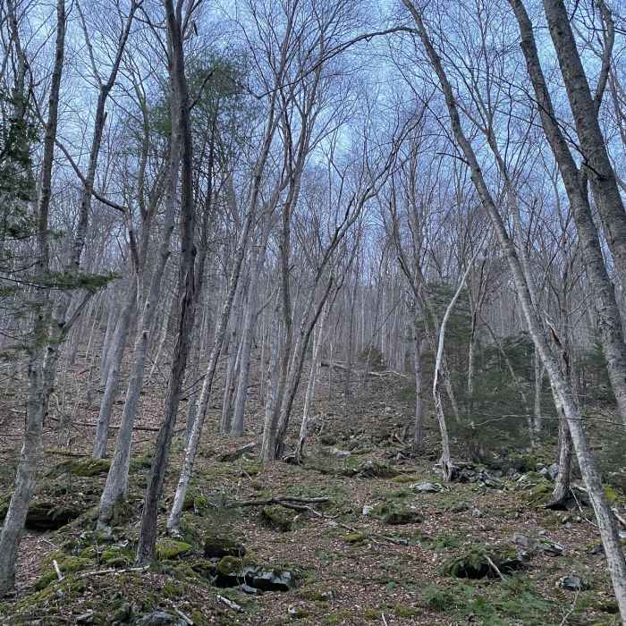 Near Painter Run Trail