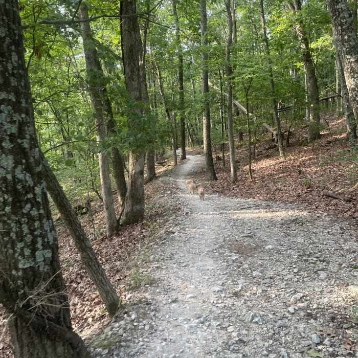 Singletrack with the dogs. Near Mustang Trail