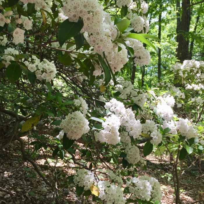 Spring Flowers Near Gully Creek Trail
