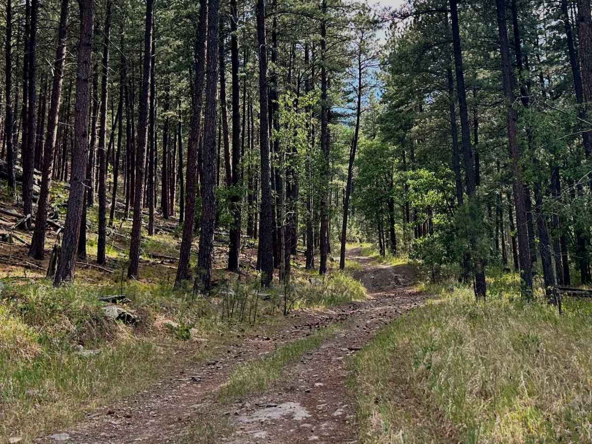 FS 354.1C trail photo