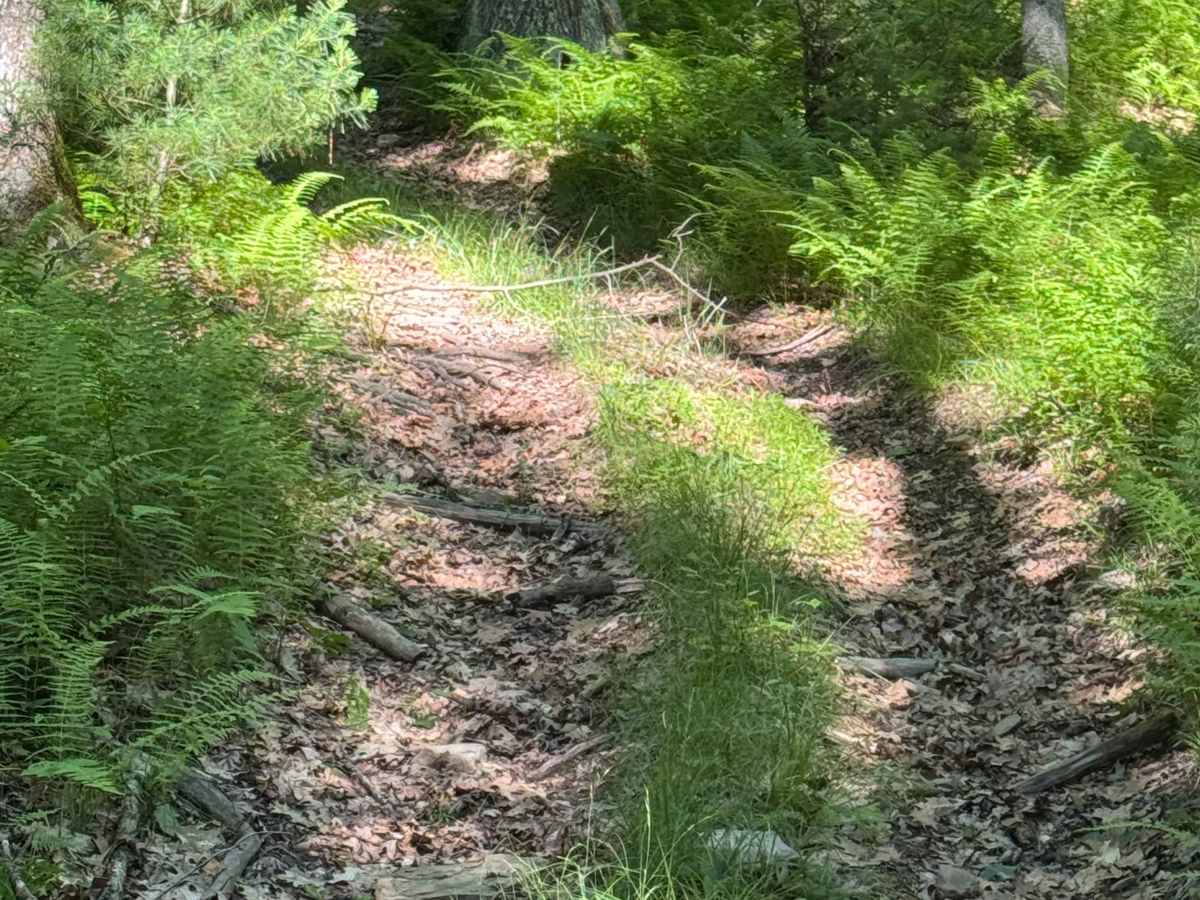 Francis Trail Black Loop photo 3
