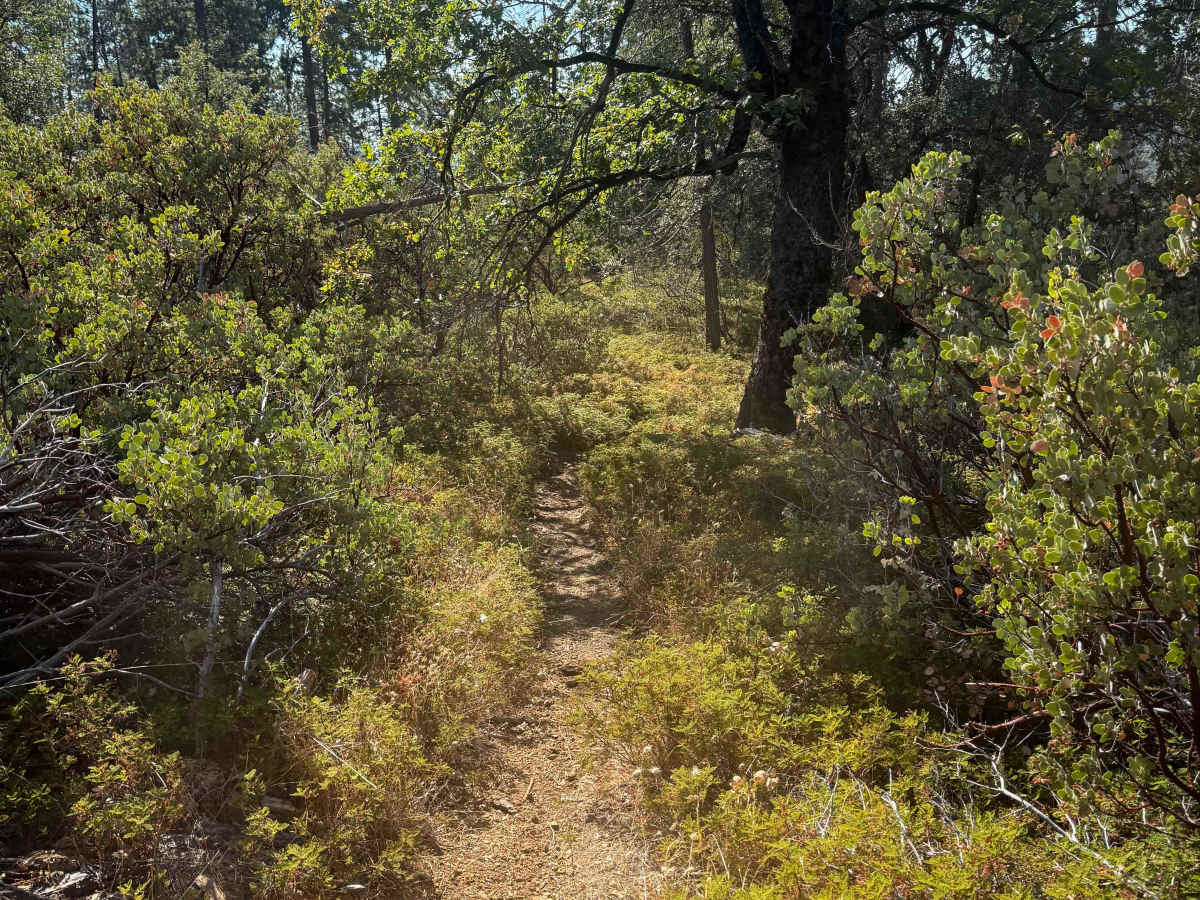 21E203 photo 2