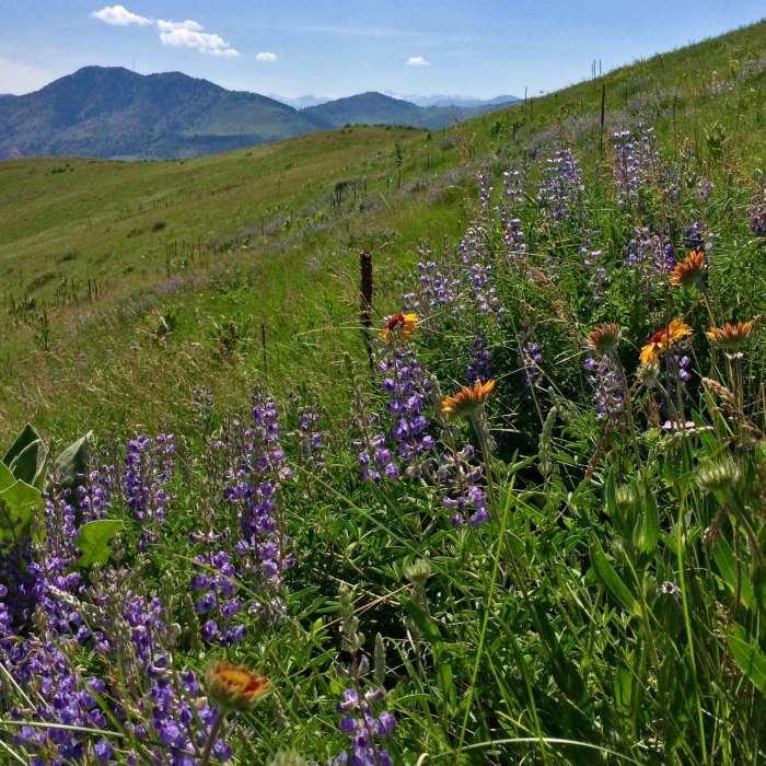 Near Green Mountain Summit Loop
