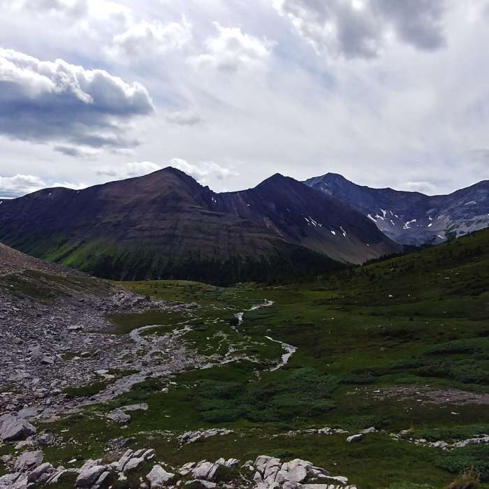 A view of the meadow from the north end of Ptarmigan Cirque Trail. Near Ptarmigan Cirque Interpretive Loop