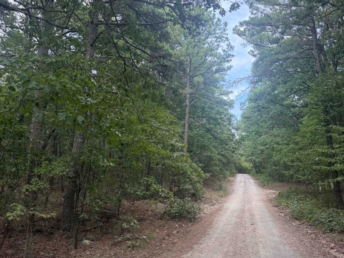 South Winona Forest Road photo 2