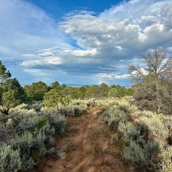 Near Cedar Post Loop