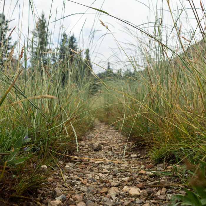 Near Horseshoe + Ward Lakes via Swift Creek Trail