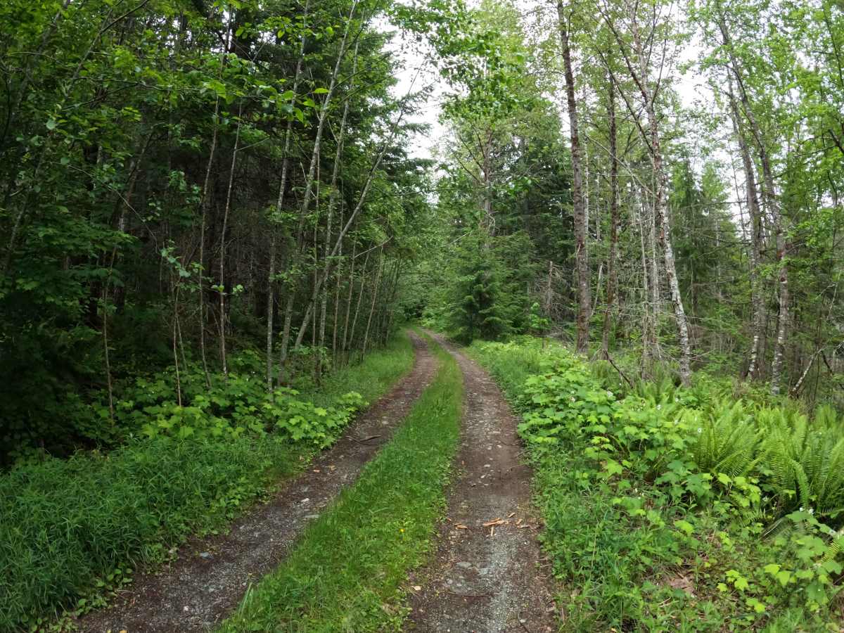 Pugh Mountain - FS 2095 photo 3