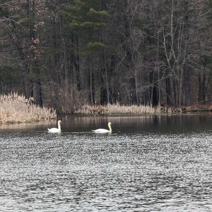 Near Needham Reservoir Trail