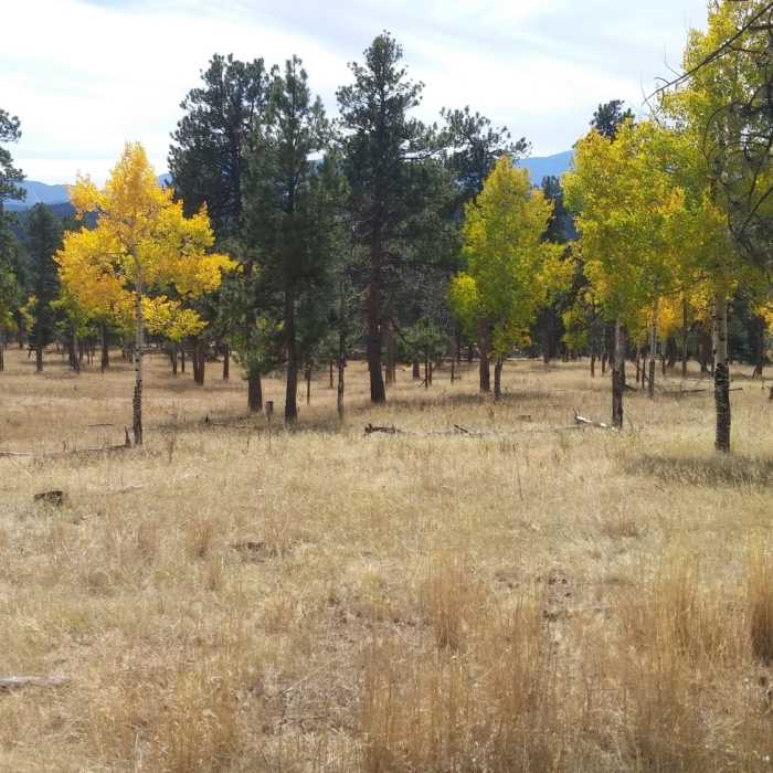 Near Historic Cabin Trail