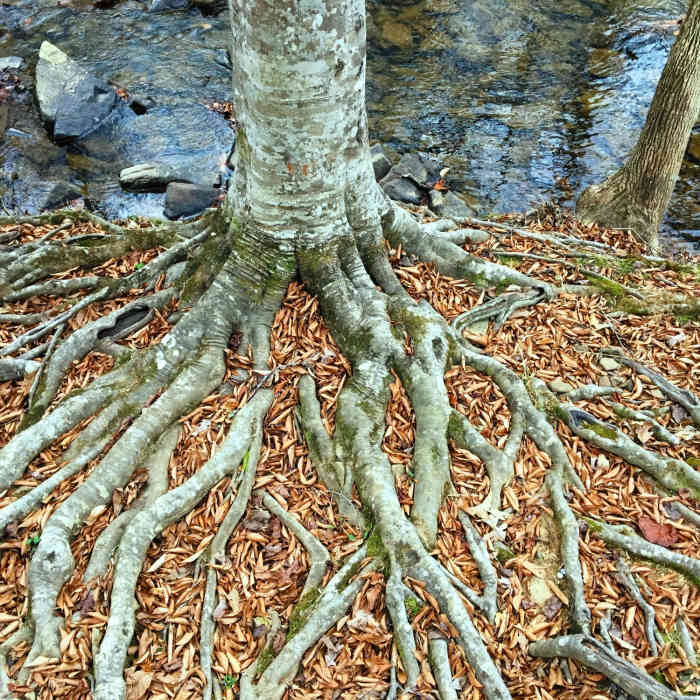 Near Korstian Foot Trail Loop