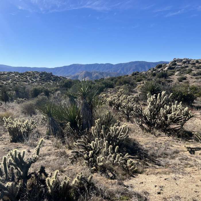 Near Wilson Peak via Culp Valley