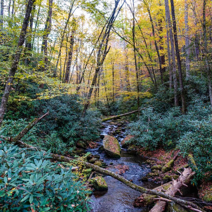Near Joyce Kilmer-Slickrock Wilderness Loop Near Joyce Kilmer-Slickrock Wilderness Loop