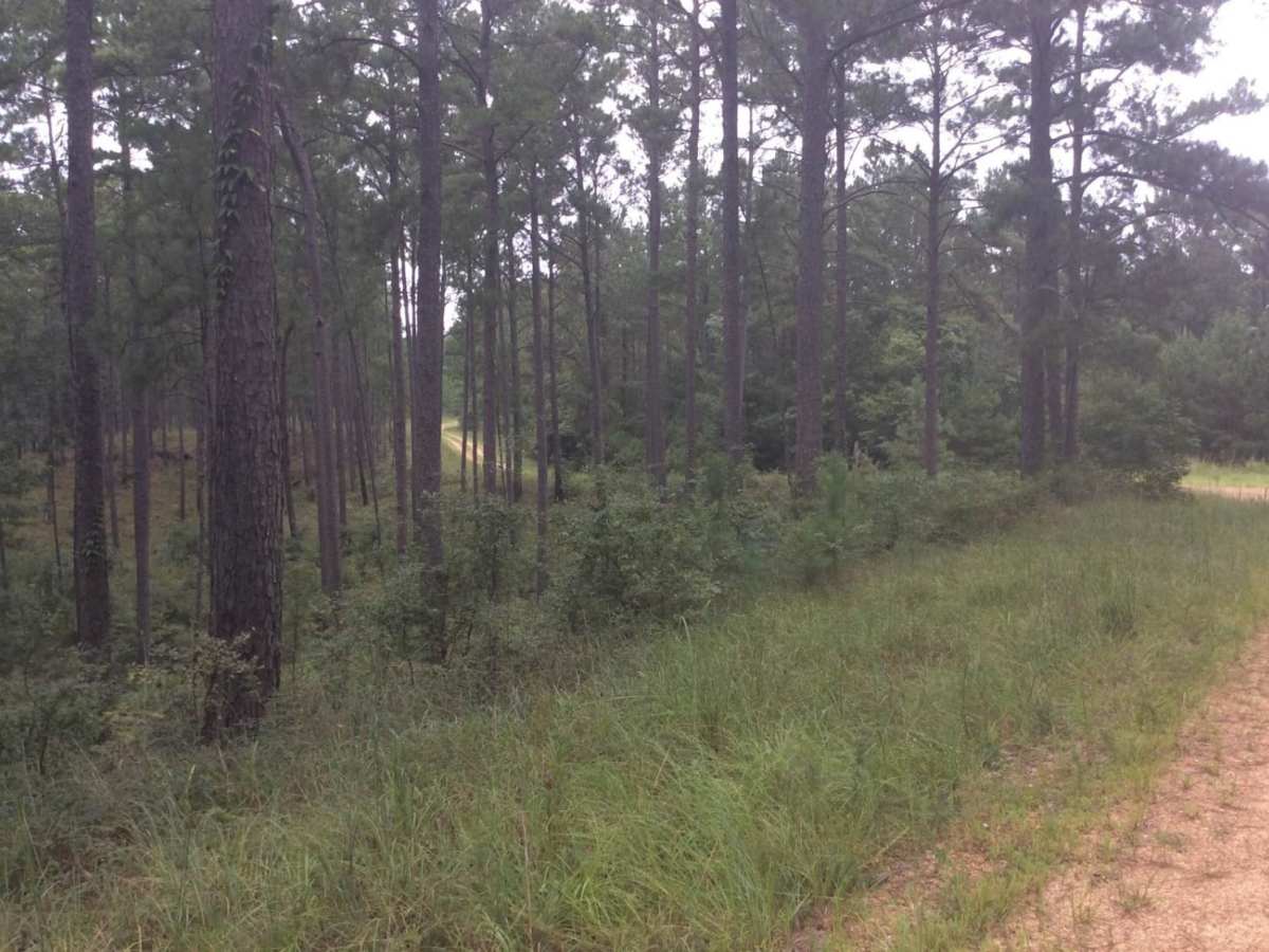 HCNF Swayze Trace Trail trail photo