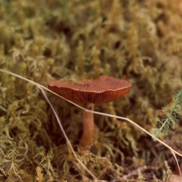 Beautiful brown mushrooms grow along East Glacier Trail in late August. Near East Glacier Trail