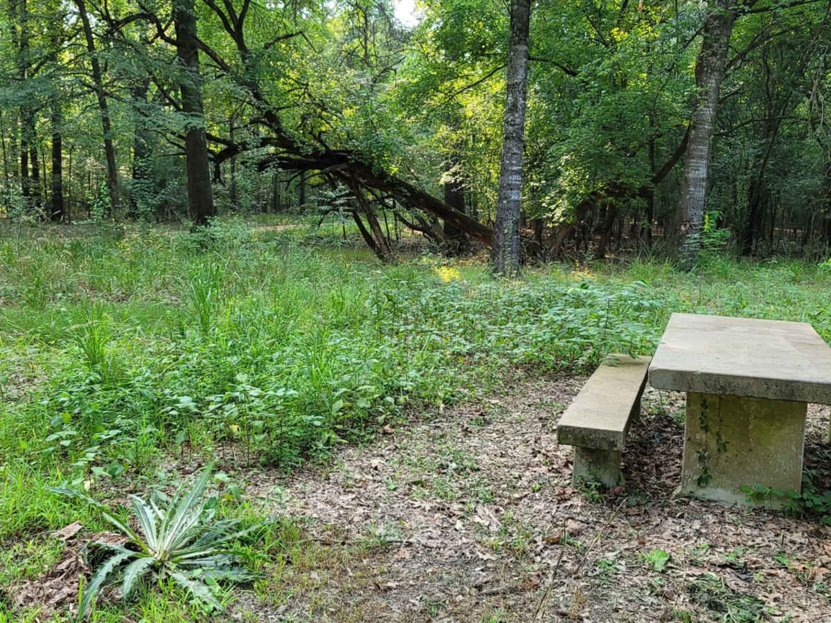 Trail to the Sulphur River trail photo