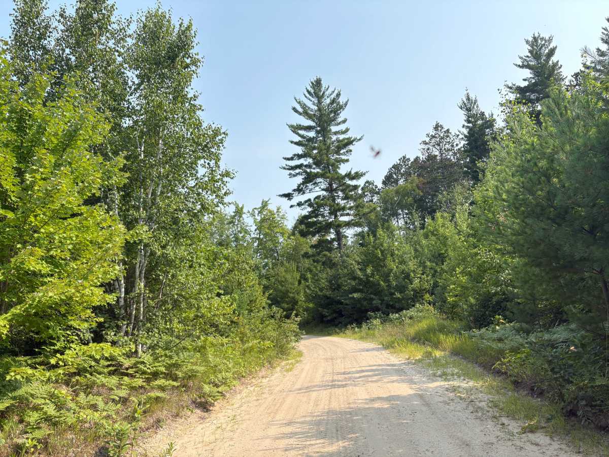 North Smokey Hills Forest Road photo 2