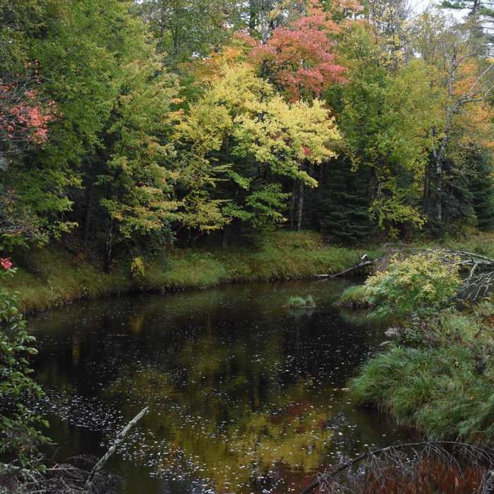 Near River View Trail Near River View Trail