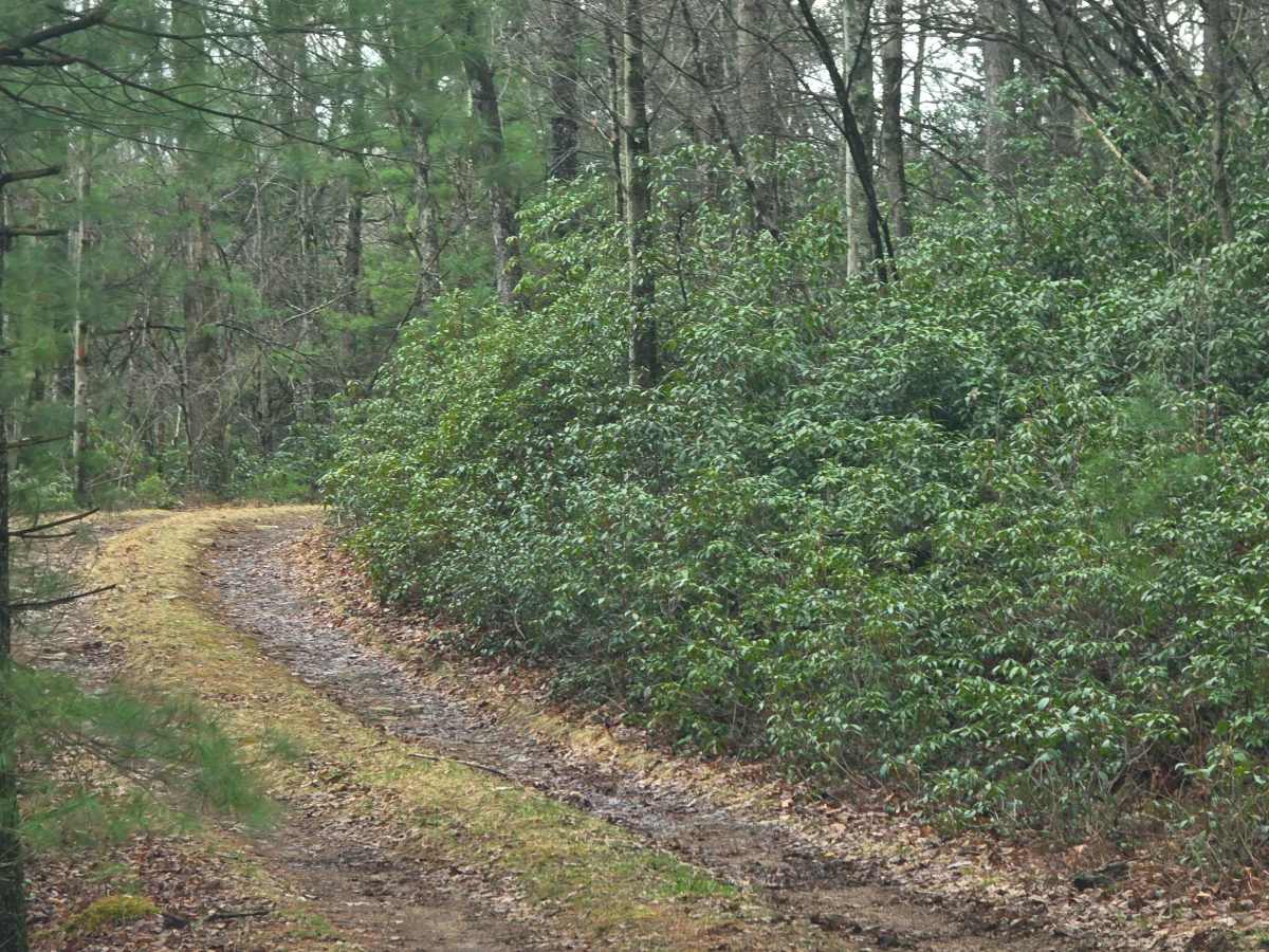 Tea Knob Trail photo 3