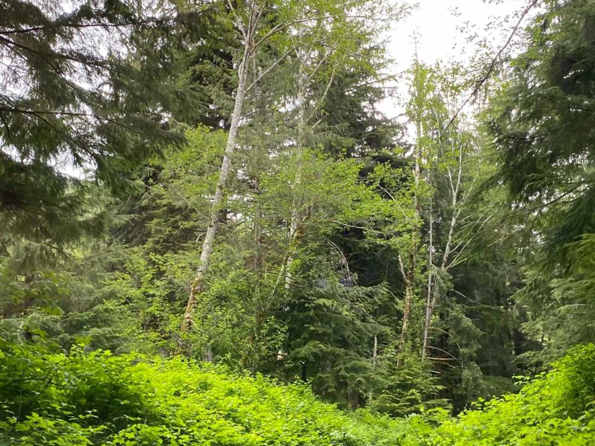 Olympic National Forest Service Road 30 photo 5