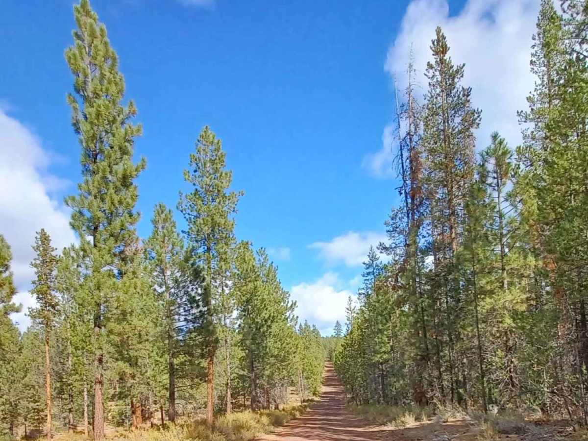 Pipeline #2215 photo 3