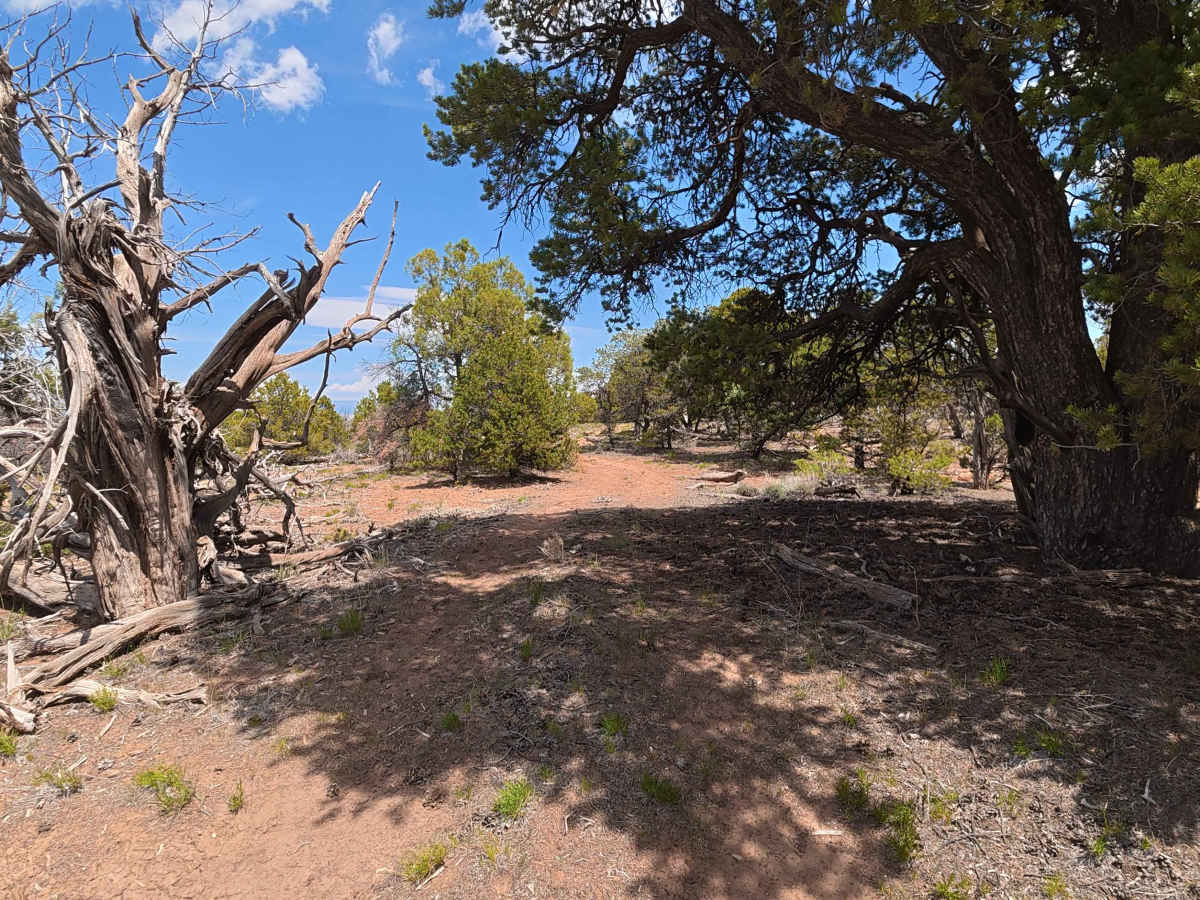 Little Black Point trail photo
