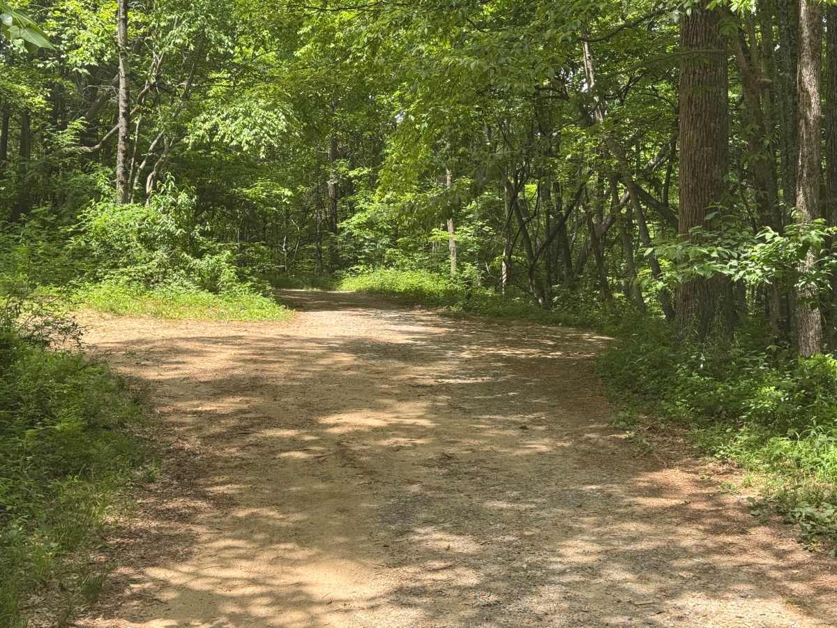 Buzzard Roost - FS 188 trail photo