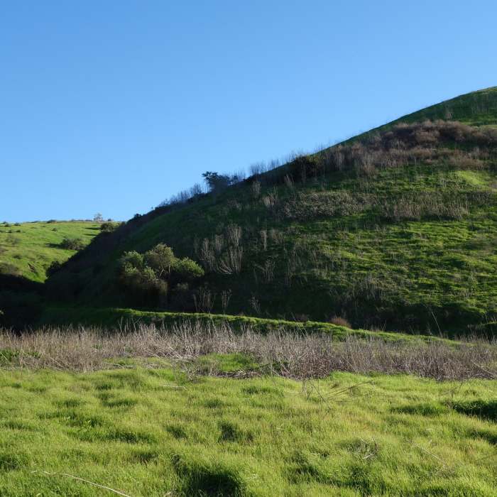 Old Lopez Road (now a trail) becomes verdant after heavy winter rainfall. Near Lopez Canyon Trail