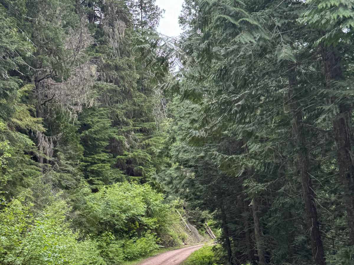 Nordman Road - FS 302 photo 6