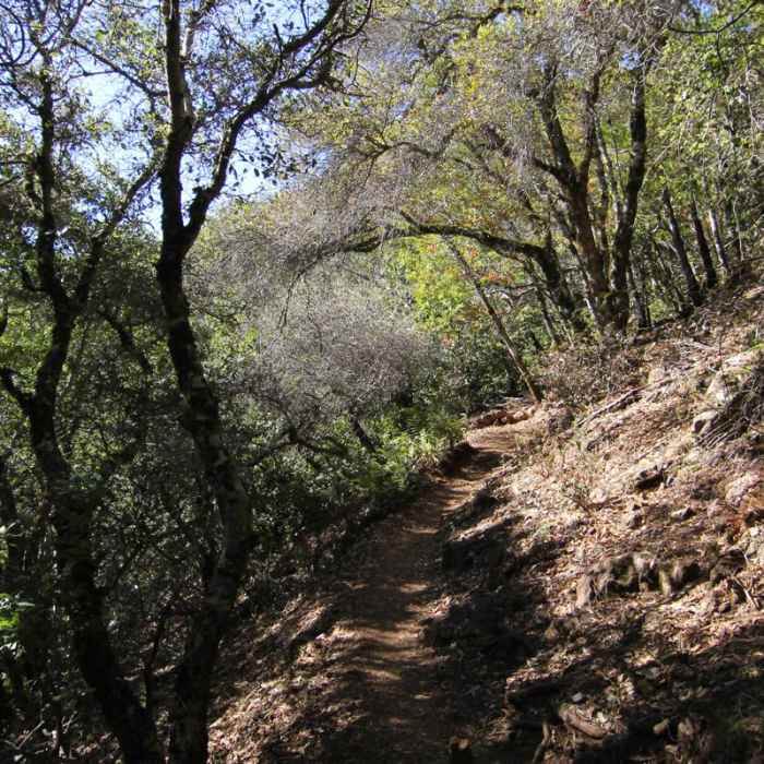 Near East Peak via Hogback + Fern Creek Trail