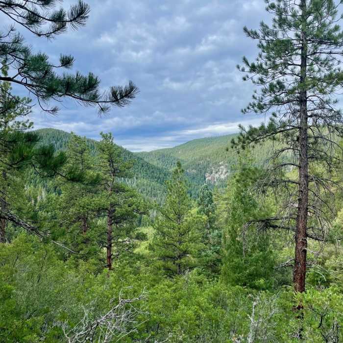 Near Colorado Trail: Indian Creek Alternate