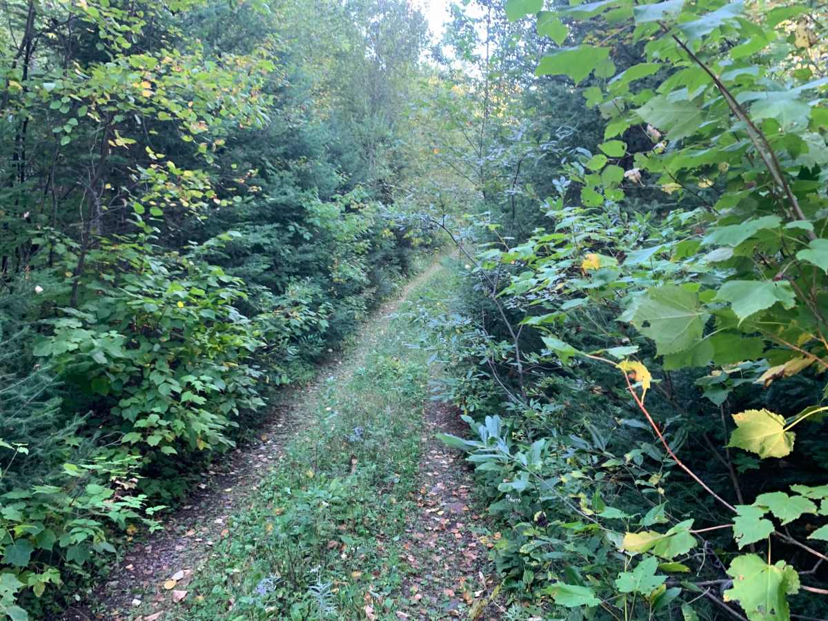 Frank Lake South Trail - FS 1885A photo 5