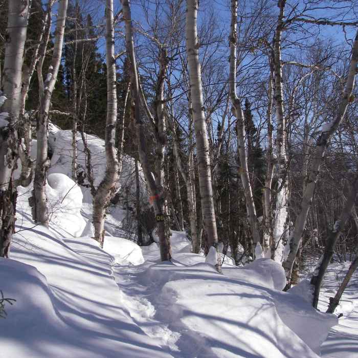 Near Snowshoe Trail D6 - Upper View